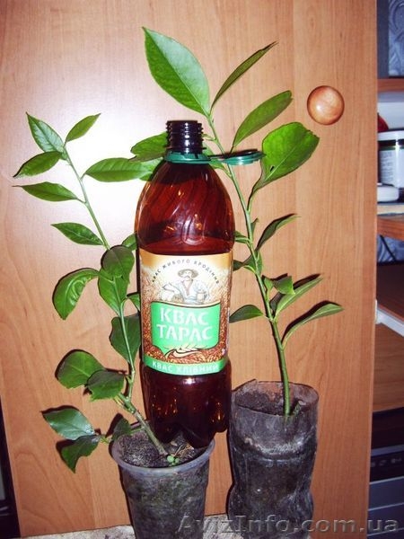 Лимоны, другие плодовые и лекарственные растения  - <ro>Изображение</ro><ru>Изображение</ru> #9, <ru>Объявление</ru> #369447