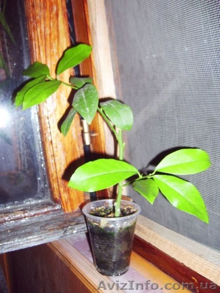 Лимоны, другие плодовые и лекарственные растения  - <ro>Изображение</ro><ru>Изображение</ru> #7, <ru>Объявление</ru> #369447