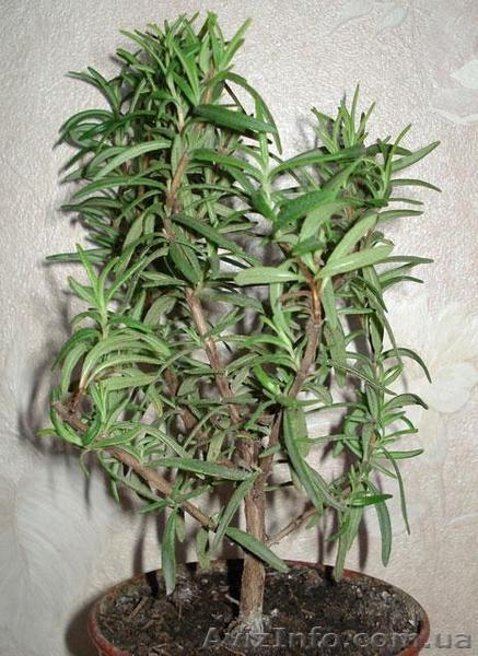 Лимоны, другие плодовые и лекарственные растения  - <ro>Изображение</ro><ru>Изображение</ru> #10, <ru>Объявление</ru> #369447