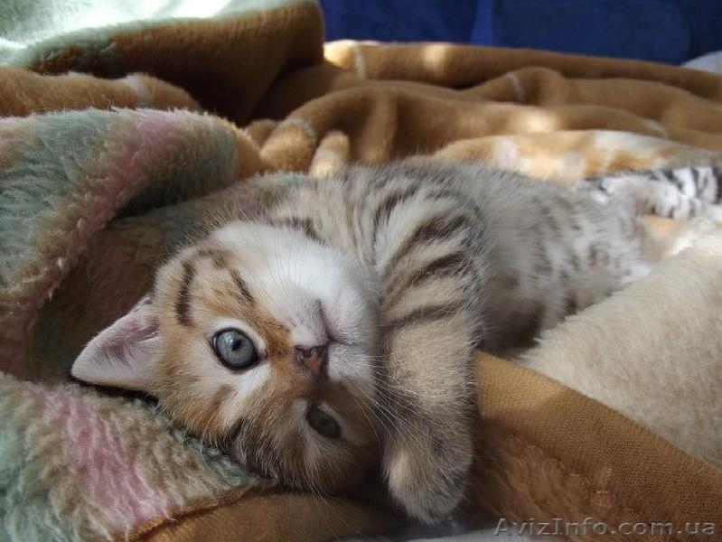 Шотландские котята шоу класса - <ro>Изображение</ro><ru>Изображение</ru> #6, <ru>Объявление</ru> #413804
