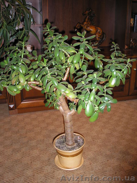 комнатные растения. - <ro>Изображение</ro><ru>Изображение</ru> #2, <ru>Объявление</ru> #437594