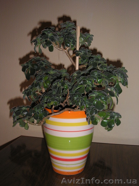 комнатные растения. - <ro>Изображение</ro><ru>Изображение</ru> #4, <ru>Объявление</ru> #437594