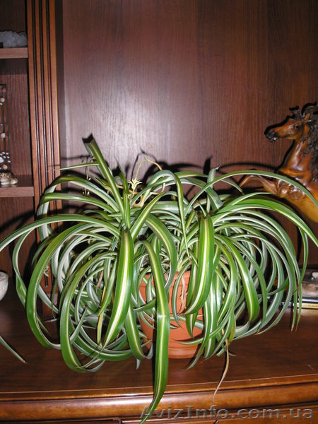 комнатные растения. - <ro>Изображение</ro><ru>Изображение</ru> #5, <ru>Объявление</ru> #437594