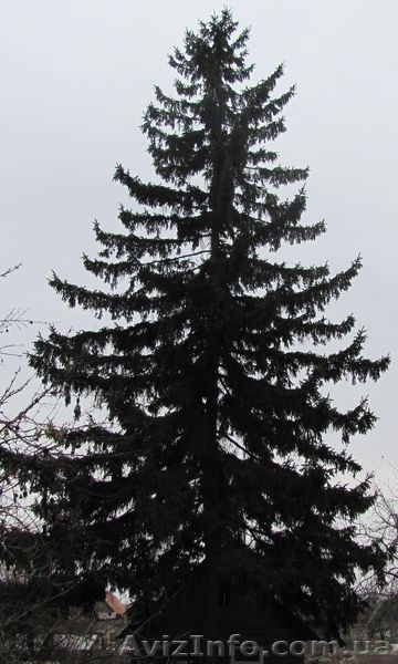 Красавица ель, такие ели только в Дружковке! - <ro>Изображение</ro><ru>Изображение</ru> #1, <ru>Объявление</ru> #457111