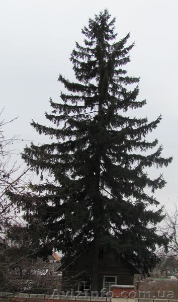 Красавица ель, такие ели только в Дружковке! - <ro>Изображение</ro><ru>Изображение</ru> #2, <ru>Объявление</ru> #457111