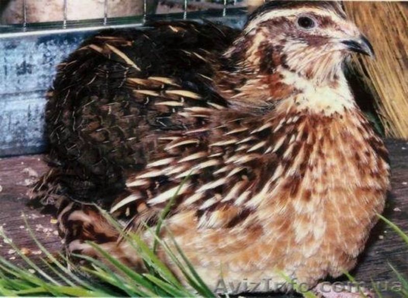 перепела. инкубационное яйцо - <ro>Изображение</ro><ru>Изображение</ru> #5, <ru>Объявление</ru> #478992