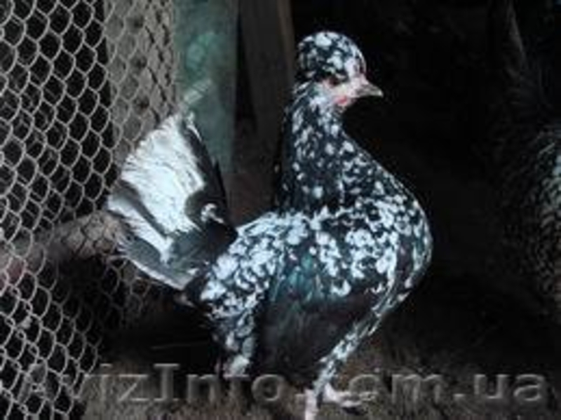 цесарки. карликовые куры - <ro>Изображение</ro><ru>Изображение</ru> #4, <ru>Объявление</ru> #478995