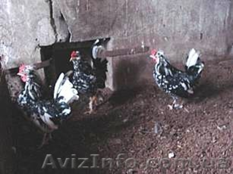 куры карликовые - <ro>Изображение</ro><ru>Изображение</ru> #3, <ru>Объявление</ru> #478994