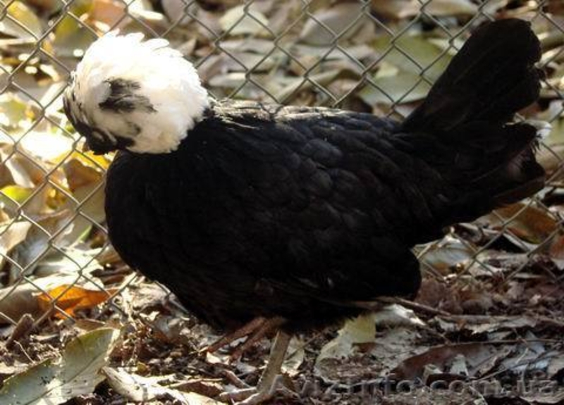 куры карликовые - <ro>Изображение</ro><ru>Изображение</ru> #2, <ru>Объявление</ru> #478994