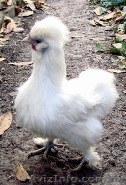 цесарки. карликовые куры - <ro>Изображение</ro><ru>Изображение</ru> #2, <ru>Объявление</ru> #478995