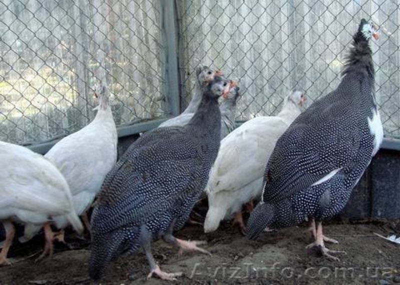куры карликовые - <ro>Изображение</ro><ru>Изображение</ru> #4, <ru>Объявление</ru> #478994