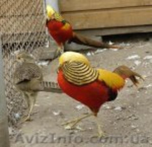  МОЛОДНЯК ЗОЛОТОГО ФАЗАНА - <ro>Изображение</ro><ru>Изображение</ru> #1, <ru>Объявление</ru> #463142