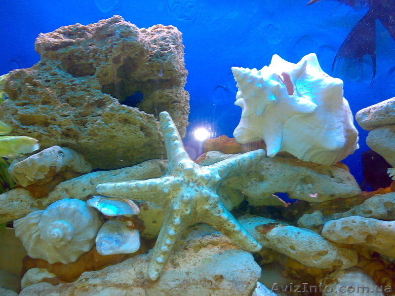 Продам аквариум Донецк 200 литров б/у - <ro>Изображение</ro><ru>Изображение</ru> #6, <ru>Объявление</ru> #496289