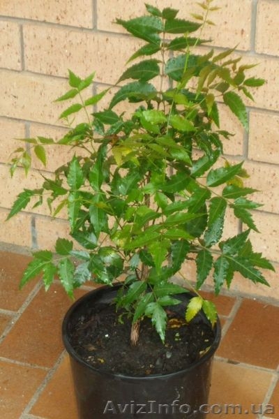 Ниим,Azadirachta indica, мелия персидская - <ro>Изображение</ro><ru>Изображение</ru> #1, <ru>Объявление</ru> #511803
