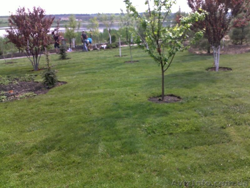 рулонные газоны - <ro>Изображение</ro><ru>Изображение</ru> #1, <ru>Объявление</ru> #530023