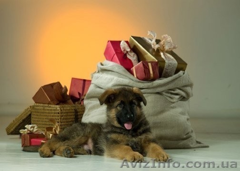 Щенки разного возраста - <ro>Изображение</ro><ru>Изображение</ru> #3, <ru>Объявление</ru> #548421