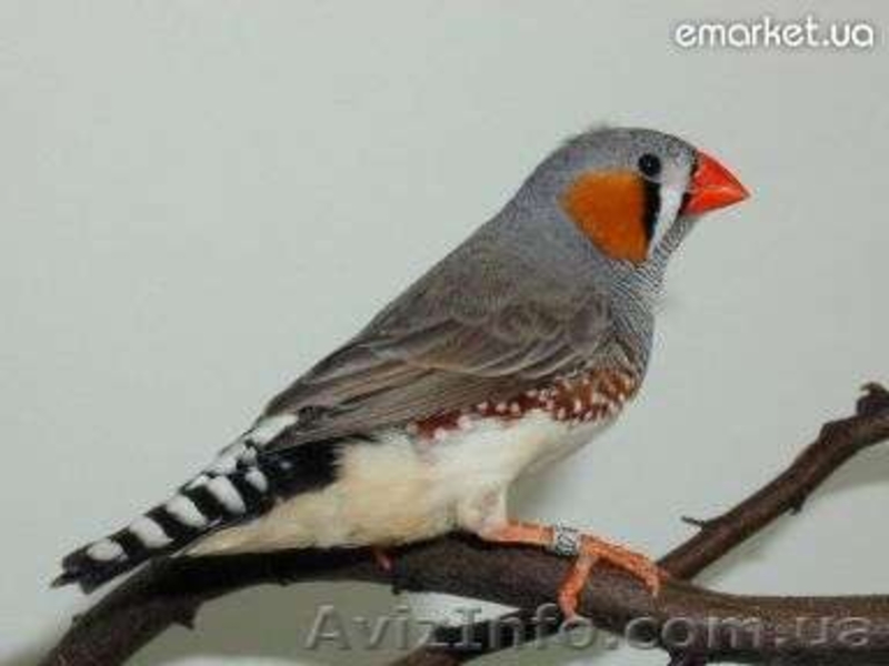 Амадина мальчик - <ro>Изображение</ro><ru>Изображение</ru> #1, <ru>Объявление</ru> #528709