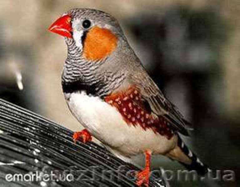 Амадина мальчик - <ro>Изображение</ro><ru>Изображение</ru> #2, <ru>Объявление</ru> #528709