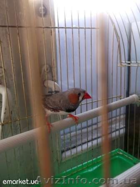 Амадина мальчик - <ro>Изображение</ro><ru>Изображение</ru> #3, <ru>Объявление</ru> #528709