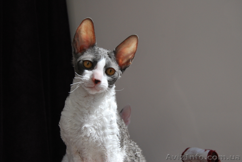 корниш-рекс котята - <ro>Изображение</ro><ru>Изображение</ru> #1, <ru>Объявление</ru> #596118
