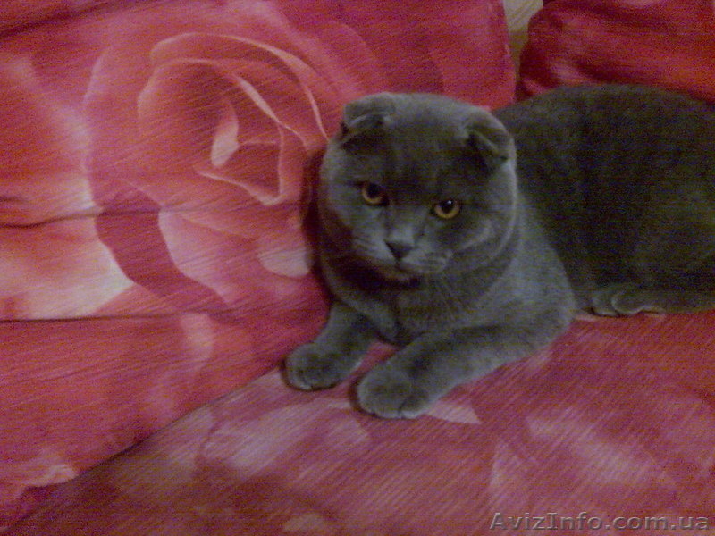 вязка кошек (шотландский вислоухий) - <ro>Изображение</ro><ru>Изображение</ru> #2, <ru>Объявление</ru> #563768