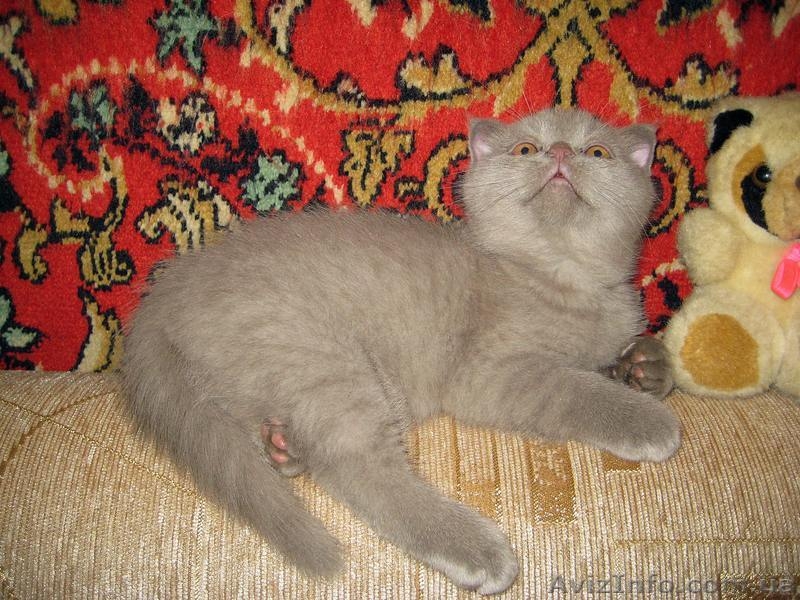 Лиловый шотландский вислоухий котик - <ro>Изображение</ro><ru>Изображение</ru> #2, <ru>Объявление</ru> #560195