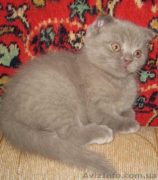 Лиловый шотландский вислоухий котик - <ro>Изображение</ro><ru>Изображение</ru> #1, <ru>Объявление</ru> #560195