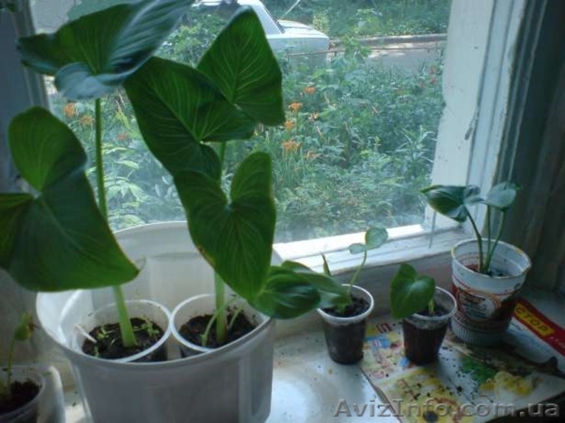 Каллы, Финиковые пальмы - <ro>Изображение</ro><ru>Изображение</ru> #1, <ru>Объявление</ru> #567952