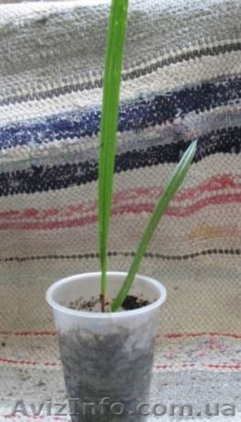 Каллы, Финиковые пальмы - <ro>Изображение</ro><ru>Изображение</ru> #2, <ru>Объявление</ru> #567952