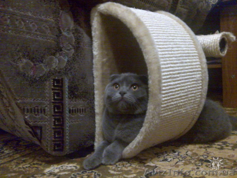 вязка кошек (шотландский вислоухий) - <ro>Изображение</ro><ru>Изображение</ru> #1, <ru>Объявление</ru> #563768