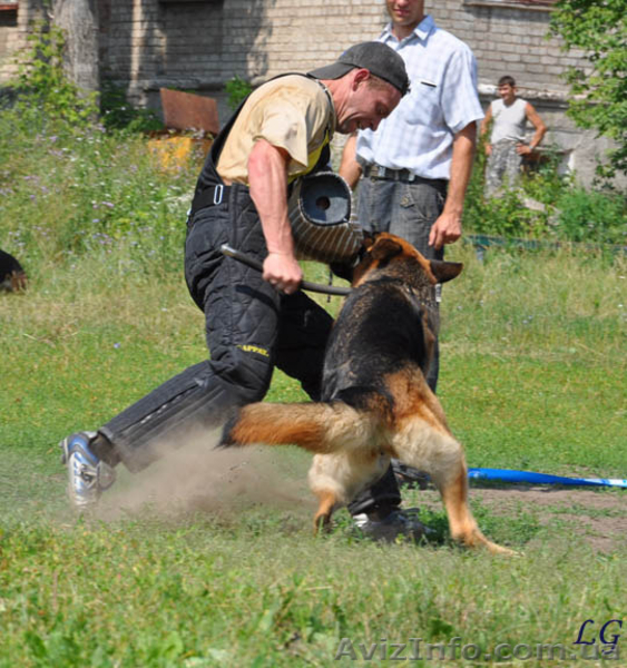 Подрощенные щенки немецкой овчарки - <ro>Изображение</ro><ru>Изображение</ru> #3, <ru>Объявление</ru> #618415