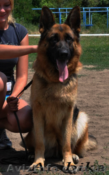 Подрощенные щенки немецкой овчарки - <ro>Изображение</ro><ru>Изображение</ru> #2, <ru>Объявление</ru> #618415