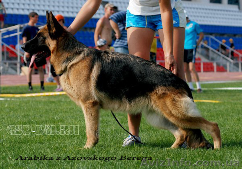 Подрощенные щенки немецкой овчарки - <ro>Изображение</ro><ru>Изображение</ru> #4, <ru>Объявление</ru> #618415