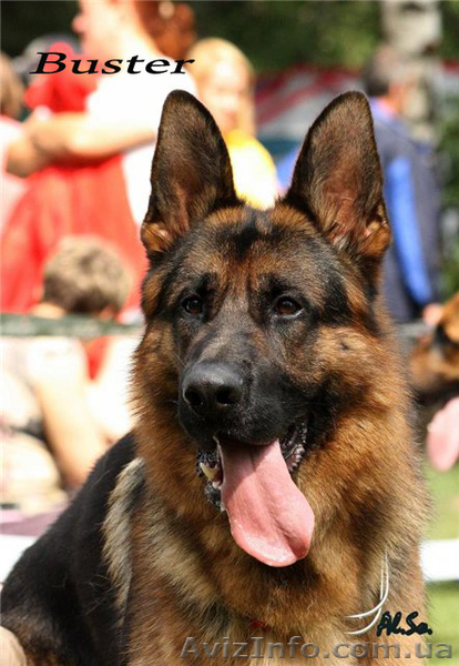 Подрощенные щенки немецкой овчарки - <ro>Изображение</ro><ru>Изображение</ru> #5, <ru>Объявление</ru> #618415