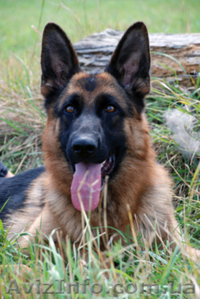 Подрощенные щенки немецкой овчарки - <ro>Изображение</ro><ru>Изображение</ru> #1, <ru>Объявление</ru> #618415