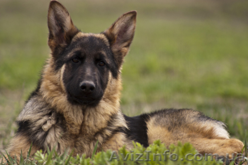 Подрощенные щенки немецкой овчарки - <ro>Изображение</ro><ru>Изображение</ru> #6, <ru>Объявление</ru> #618415