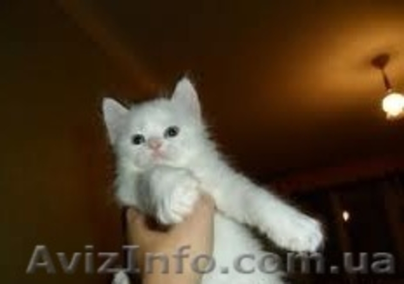 шотландские котята вислоухие, хайленд, страйт - <ro>Изображение</ro><ru>Изображение</ru> #1, <ru>Объявление</ru> #657274