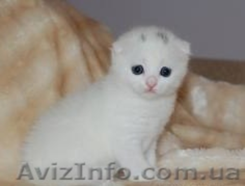 шотландские котята вислоухие, хайленд, страйт - <ro>Изображение</ro><ru>Изображение</ru> #2, <ru>Объявление</ru> #657274