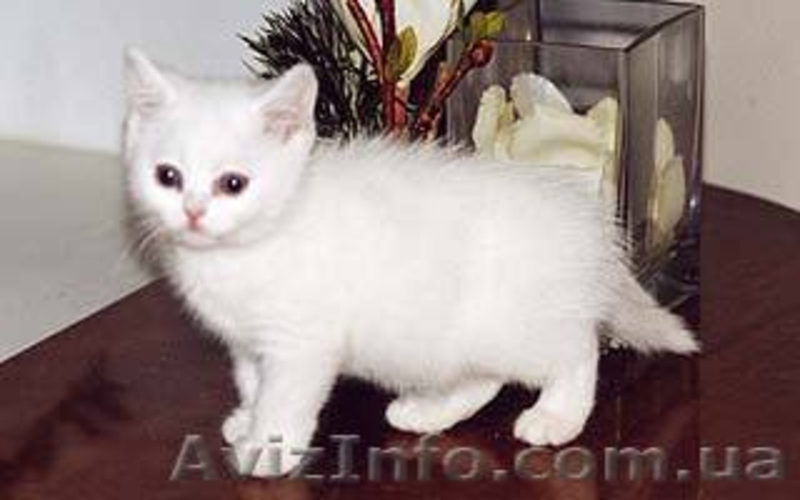 шотландские котята вислоухие, хайленд, страйт - <ro>Изображение</ro><ru>Изображение</ru> #3, <ru>Объявление</ru> #657274