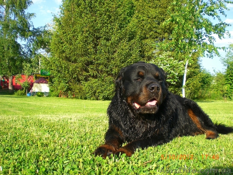 Отдых на уютной даче в деревне Студенок  и 2 ком.квартира в центре Свя - <ro>Изображение</ro><ru>Изображение</ru> #3, <ru>Объявление</ru> #599758