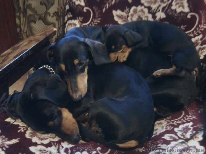 Очаровательная таксочка ждет преданного хозяина - <ro>Изображение</ro><ru>Изображение</ru> #3, <ru>Объявление</ru> #569837