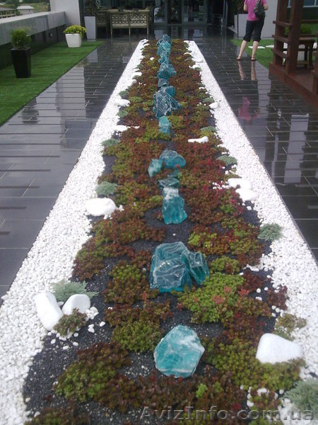 Элитные растения - <ro>Изображение</ro><ru>Изображение</ru> #8, <ru>Объявление</ru> #645173