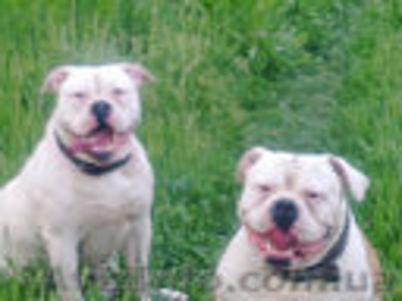 Продам щенков Американского бульдога - <ro>Изображение</ro><ru>Изображение</ru> #1, <ru>Объявление</ru> #671800
