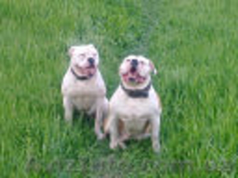 Продам щенков Американского бульдога - <ro>Изображение</ro><ru>Изображение</ru> #2, <ru>Объявление</ru> #671800