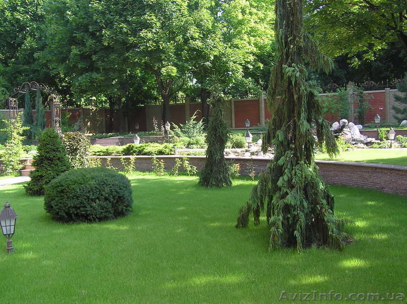 Элитные растения - <ro>Изображение</ro><ru>Изображение</ru> #3, <ru>Объявление</ru> #645173