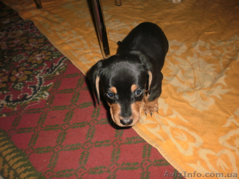 Очаровательная таксочка ждет преданного хозяина - <ro>Изображение</ro><ru>Изображение</ru> #2, <ru>Объявление</ru> #569837