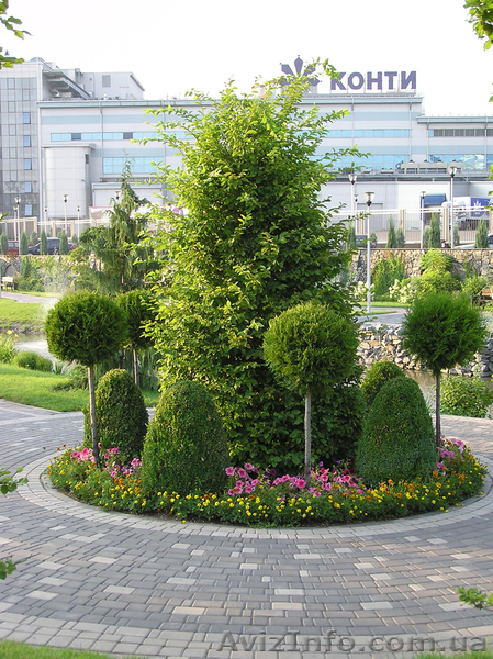 Элитные растения - <ro>Изображение</ro><ru>Изображение</ru> #6, <ru>Объявление</ru> #645173