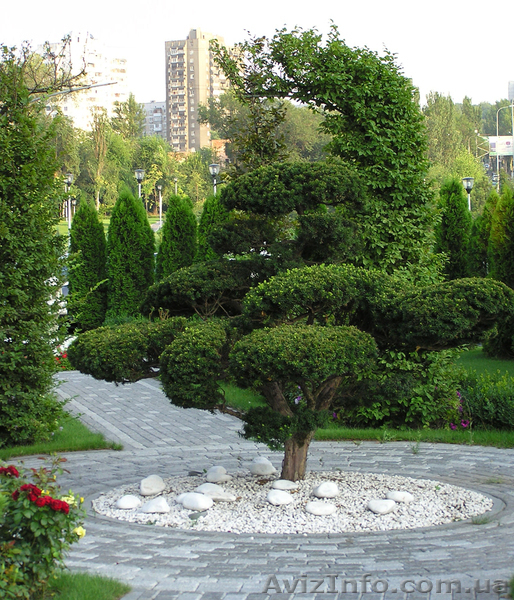 Элитные растения - <ro>Изображение</ro><ru>Изображение</ru> #7, <ru>Объявление</ru> #645173