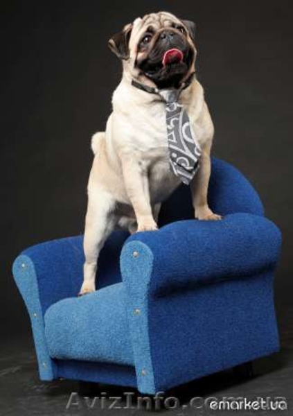 Щенки мопса ищут надежного друга - <ro>Изображение</ro><ru>Изображение</ru> #1, <ru>Объявление</ru> #650556