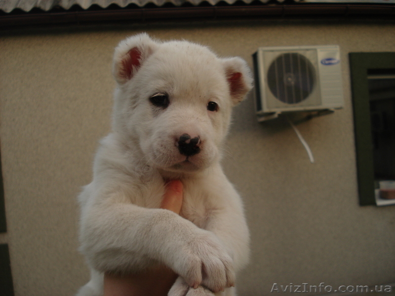 Продаются элитные щенки северокавказского волкодава  - <ro>Изображение</ro><ru>Изображение</ru> #2, <ru>Объявление</ru> #671772